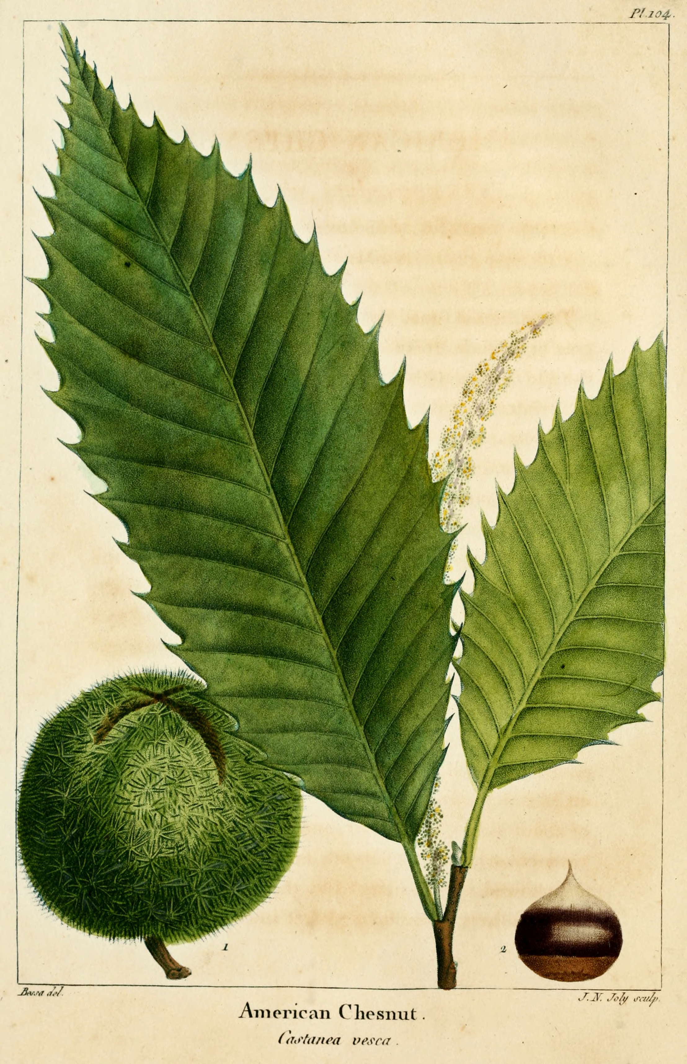 American chestnut 